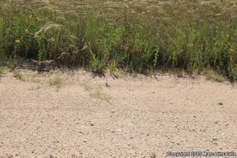 Texas Spotted Whiptail (Aspidoscelis gularis gularis)