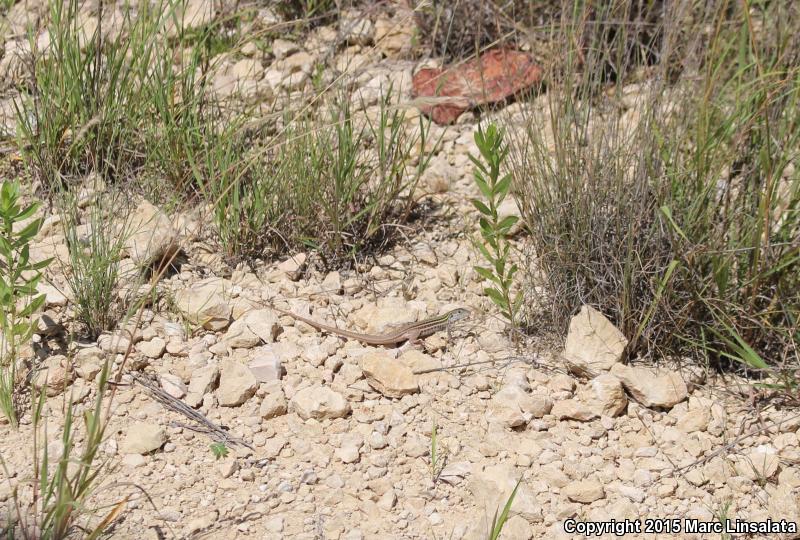 Texas Spotted Whiptail (Aspidoscelis gularis gularis)