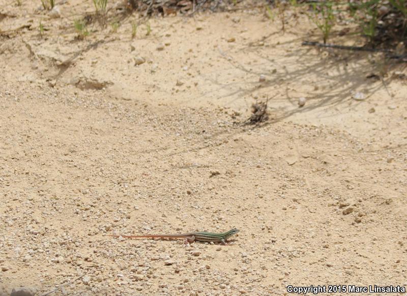 Texas Spotted Whiptail (Aspidoscelis gularis gularis)