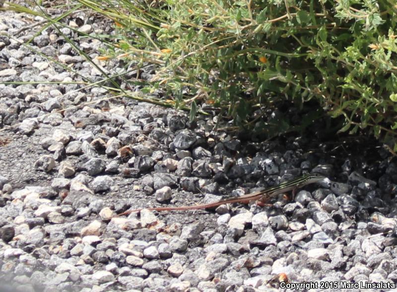 Texas Spotted Whiptail (Aspidoscelis gularis gularis)