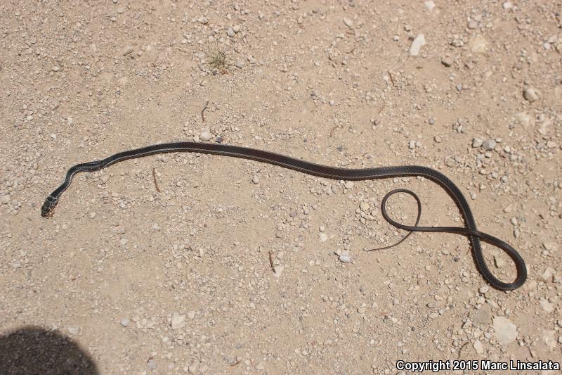 Central Texas Whipsnake (Coluber taeniatus girardi)