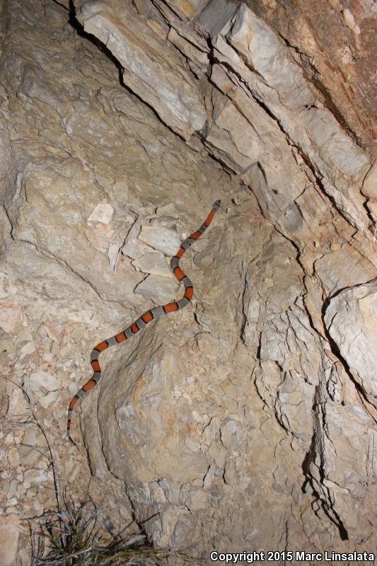 Gray-banded Kingsnake (Lampropeltis alterna)