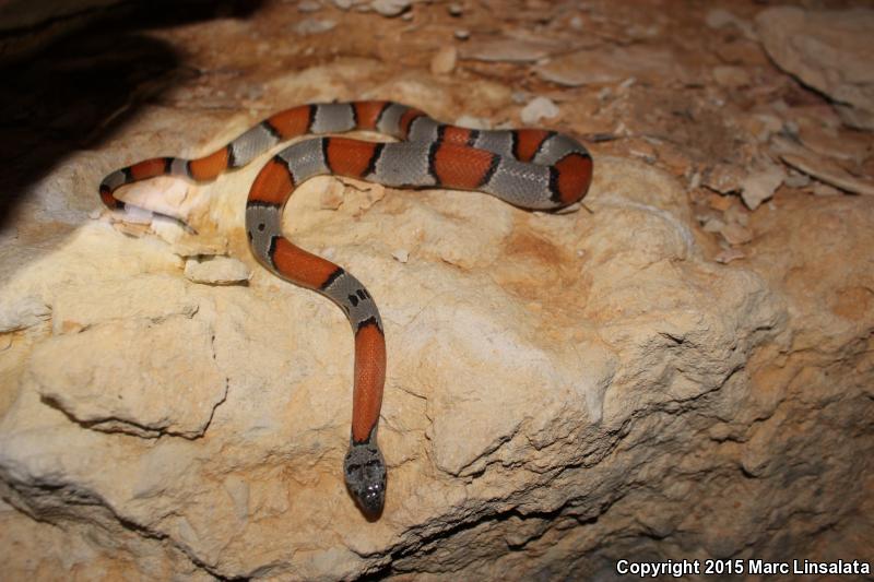 Gray-banded Kingsnake (Lampropeltis alterna)