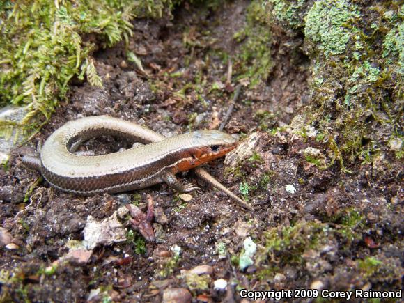 Southern Coal Skink (Plestiodon anthracinus pluvialis)