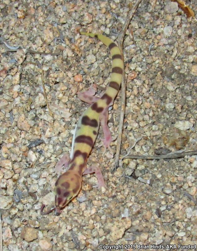 Desert Banded Gecko (Coleonyx variegatus variegatus)