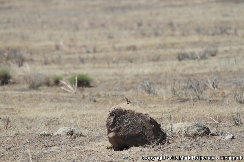 Bluntnose Leopard Lizard (Gambelia sila)