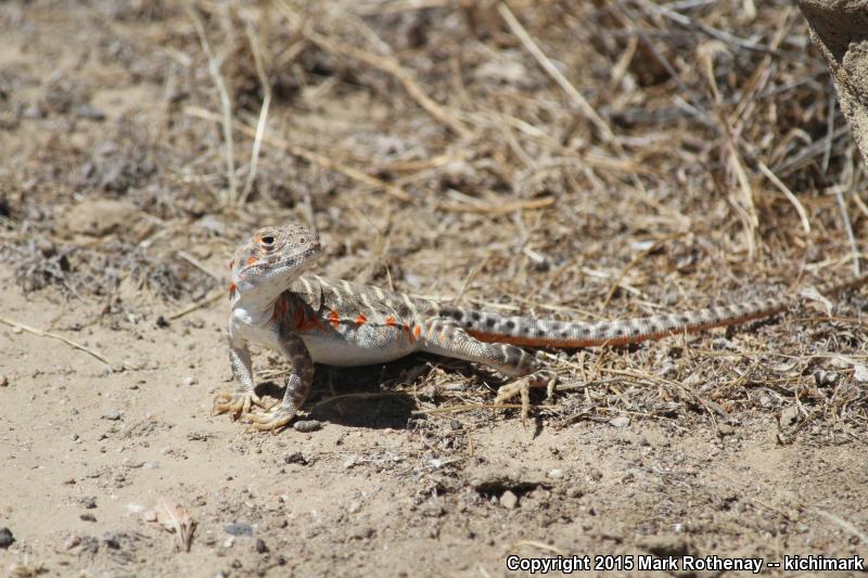 Bluntnose Leopard Lizard (Gambelia sila)