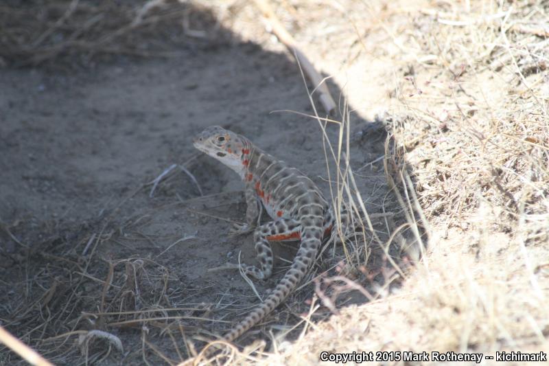 Bluntnose Leopard Lizard (Gambelia sila)