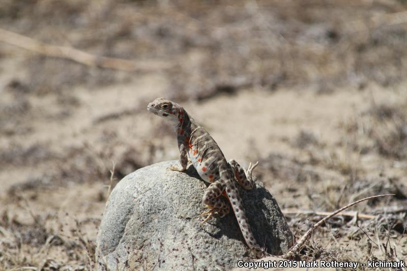 Bluntnose Leopard Lizard (Gambelia sila)