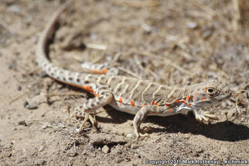 Bluntnose Leopard Lizard (Gambelia sila)