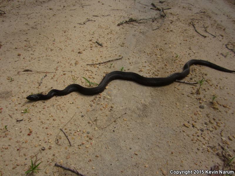 Black Pinesnake (Pituophis melanoleucus lodingi)