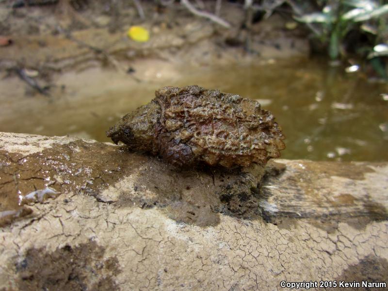 Alligator Snapping Turtle (Macrochelys temminckii)