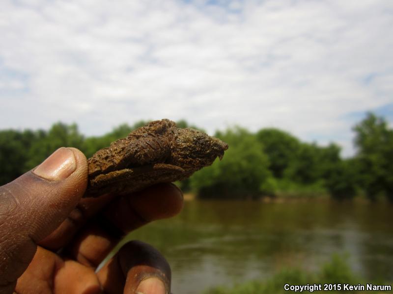 Alligator Snapping Turtle (Macrochelys temminckii)