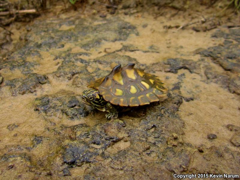 Yellow-blotched Map Turtle (Graptemys flavimaculata)