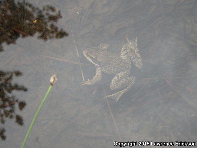 Cascades Frog (Rana cascadae)