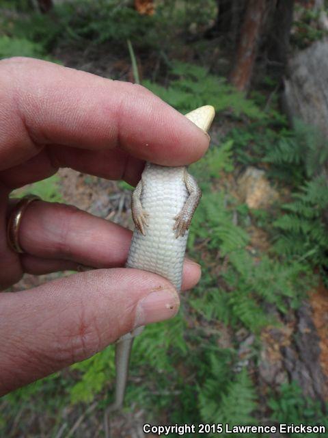 Shasta Alligator Lizard (Elgaria coerulea shastensis)