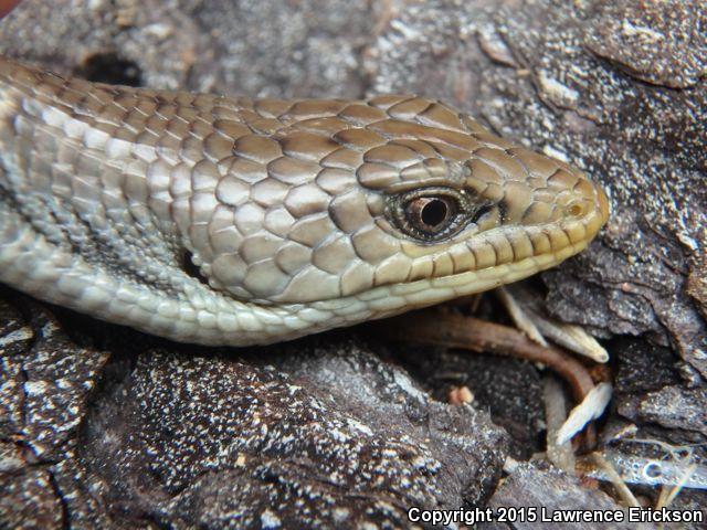 Shasta Alligator Lizard (Elgaria coerulea shastensis)