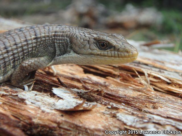 Shasta Alligator Lizard (Elgaria coerulea shastensis)