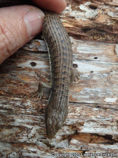 Shasta Alligator Lizard (Elgaria coerulea shastensis)