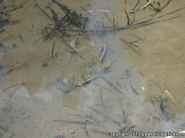 Cascades Frog (Rana cascadae)