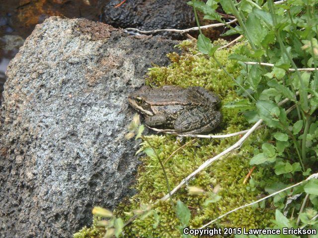 Cascades Frog (Rana cascadae)