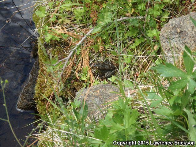 Cascades Frog (Rana cascadae)