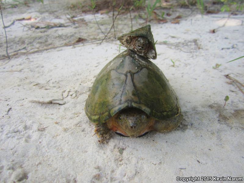 Razor-backed Musk Turtle (Sternotherus carinatus)