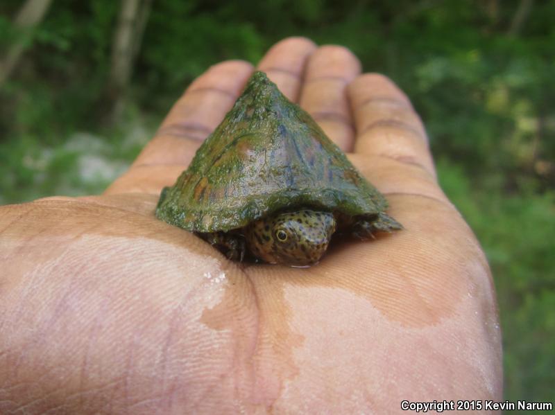 Razor-backed Musk Turtle (Sternotherus carinatus)