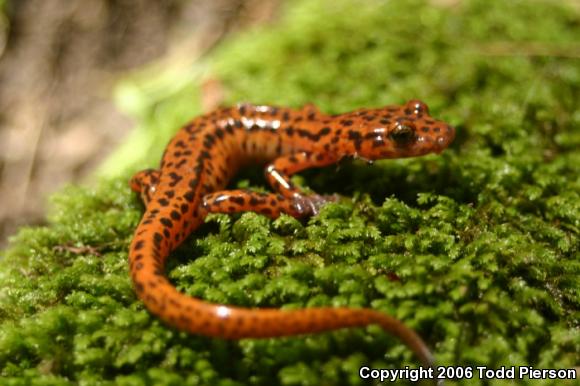 Cave Salamander (Eurycea lucifuga)