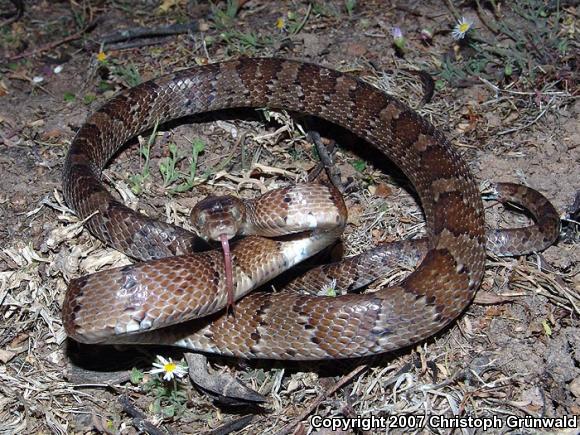 Mexican Lyresnake (Trimorphodon tau tau)