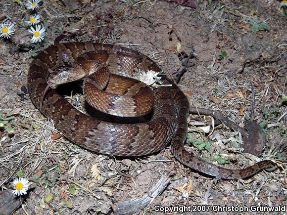 Mexican Lyresnake (Trimorphodon tau tau)