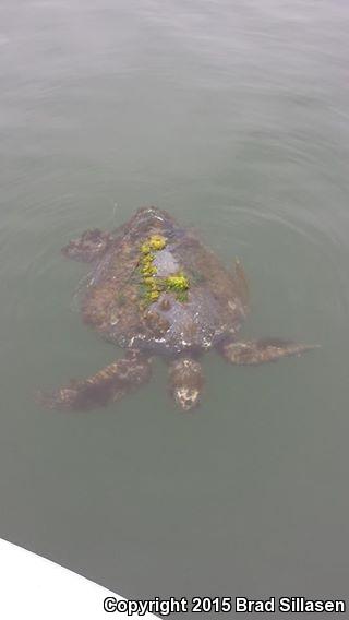 Green Sea Turtle (Chelonia mydas)