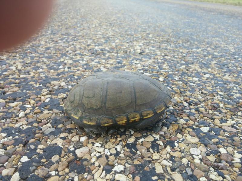 Yellow Mud Turtle (Kinosternon flavescens)