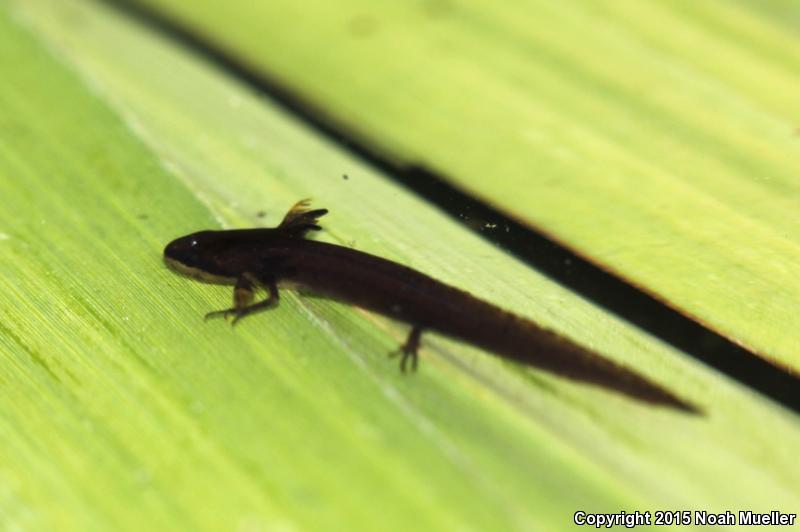 Peninsula Newt (Notophthalmus viridescens piaropicola)