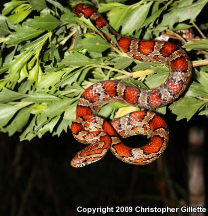 Corn Snake (Pantherophis guttatus guttatus)