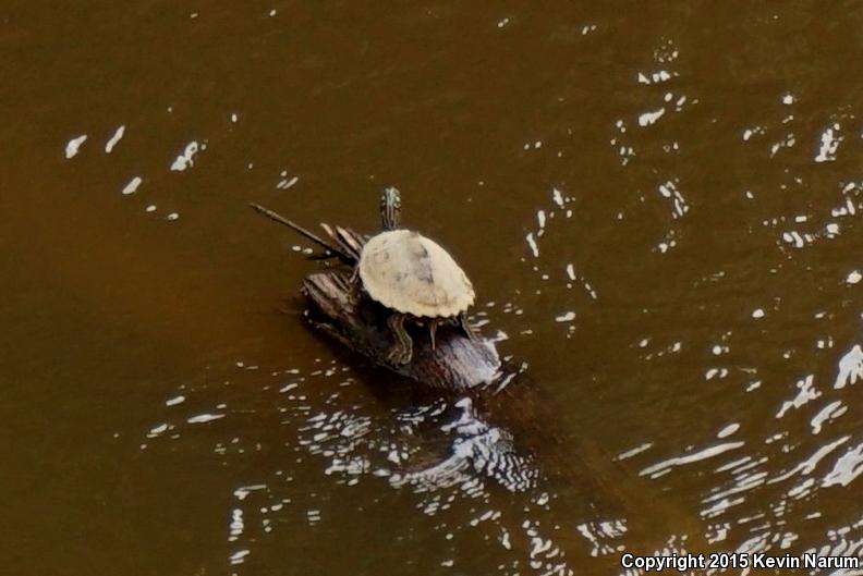 Ringed Map Turtle (Graptemys oculifera)