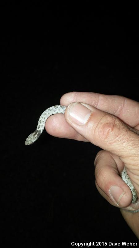 Collar Nightsnake (Hypsiglena torquata)