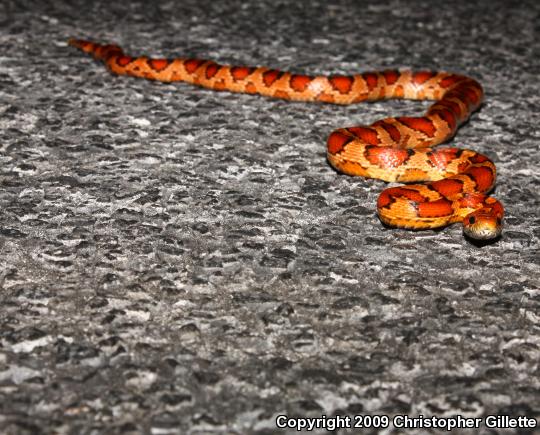 Corn Snake (Pantherophis guttatus guttatus)