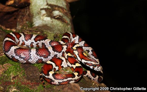 Corn Snake (Pantherophis guttatus guttatus)