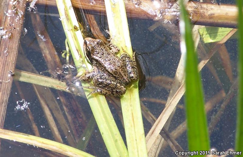 Cascades Frog (Rana cascadae)