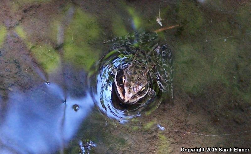 Cascades Frog (Rana cascadae)