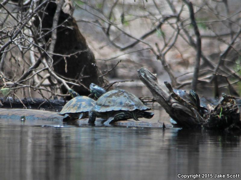 Barbour's Map Turtle (Graptemys barbouri)