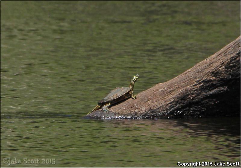 Barbour's Map Turtle (Graptemys barbouri)