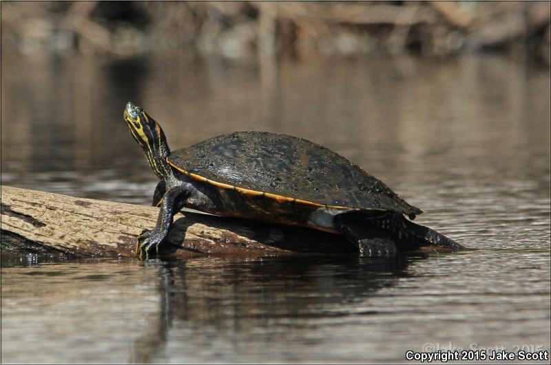 Suwannee Cooter (Pseudemys suwanniensis)