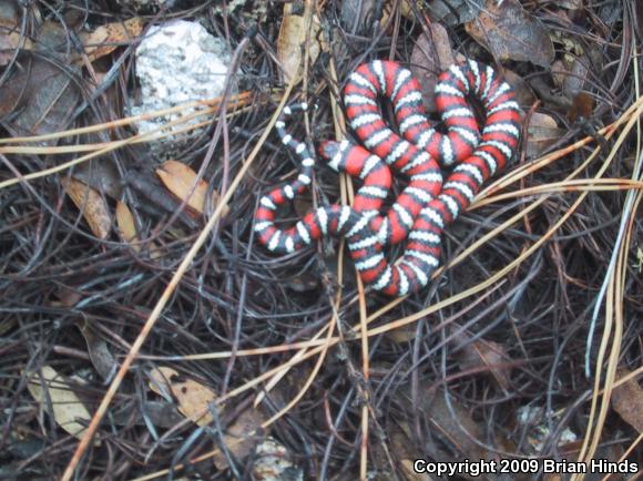 Baja California Mountain Kingsnake (Lampropeltis zonata agalma)