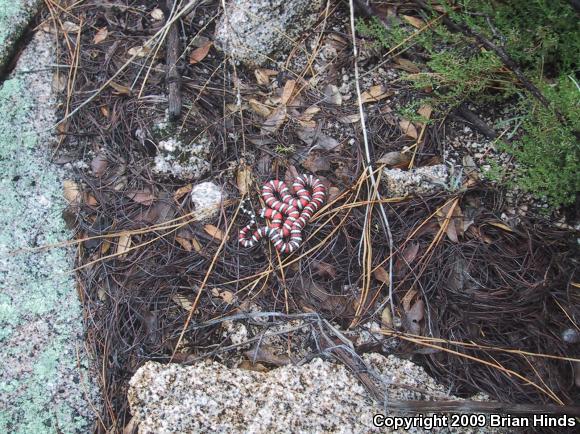 Baja California Mountain Kingsnake (Lampropeltis zonata agalma)