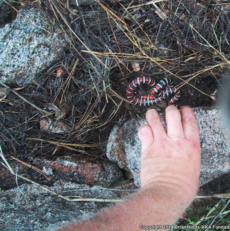 Baja California Mountain Kingsnake (Lampropeltis zonata agalma)