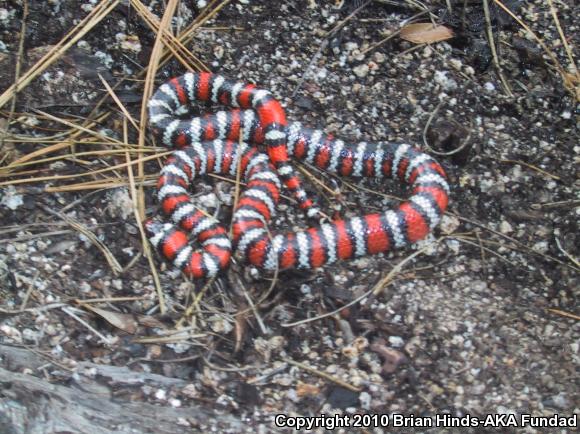 Baja California Mountain Kingsnake (Lampropeltis zonata agalma)