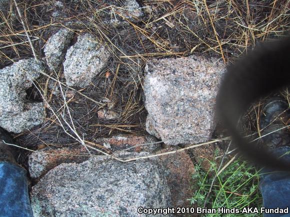 Baja California Mountain Kingsnake (Lampropeltis zonata agalma)