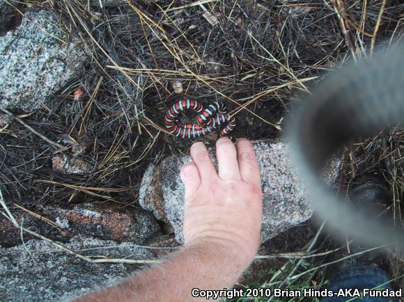 Baja California Mountain Kingsnake (Lampropeltis zonata agalma)